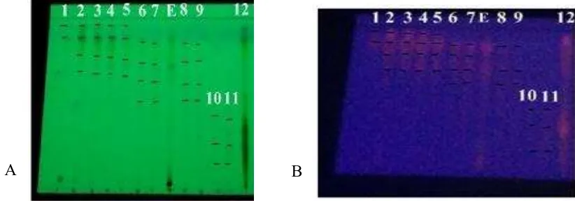 Gambar 1. Profil KLT penggolongan fraksi ekstrak etanol daun sirsak dilihat pada sinar UV 254 nm (A) dan 366 nm (B)  