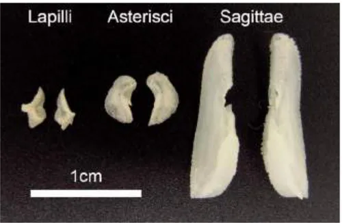 Gambar 2.1 Gambar dari 3 bagian otolith dari Tuna Sirip Biru Pasifik (Thunnus  orientalis) (141 cmFL, Jantan) (Shimose dan Ishihara, 2015)