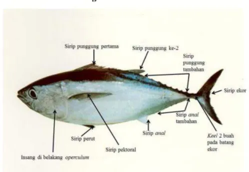 Gambar 2.3 Ilustrasi Tuna Sirip Biru Selatan (Thunnus maccoyii)       (May dan Maxwell, 1986)