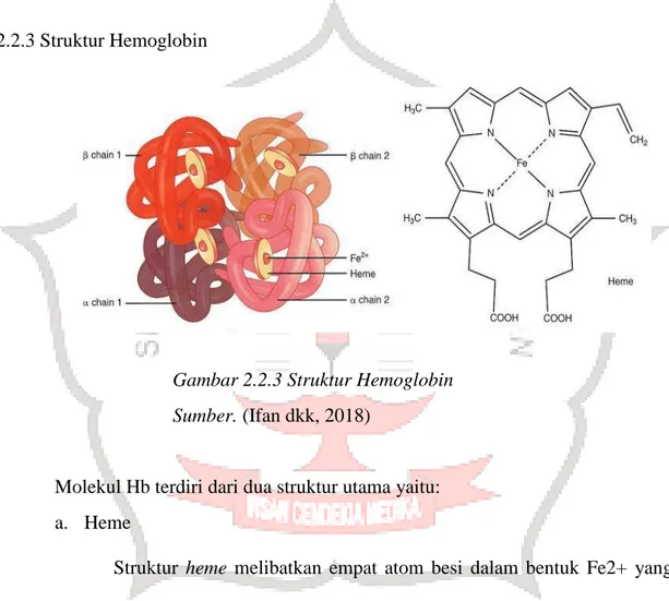 Gambar 2.2.3 Struktur Hemoglobin   Sumber. (Ifan dkk, 2018) 