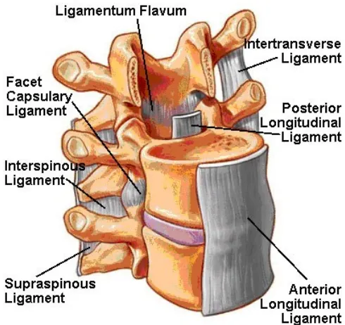Gambar 5. Ligamentum flavum yang menghubungkan lamina vertebra yang berdekatan dari
