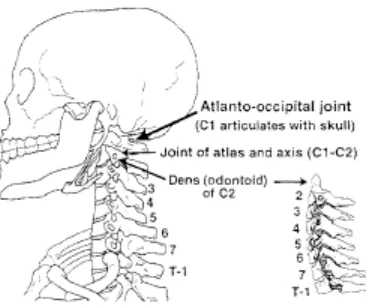Gambar 3. Articulatio Atlanto-Occipitales.7