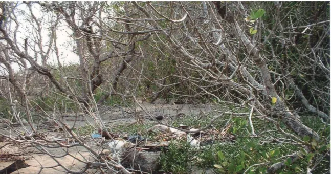 Gambar 5.11  Lahan krits pada kawasan hutan mangrove. 