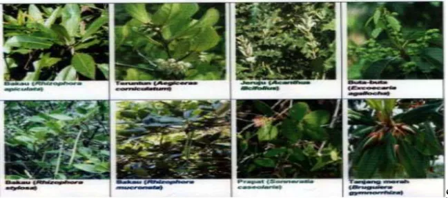 Gambar 5.10  Beberapa jenis species mangrove di tahura Kota Denpasar. 