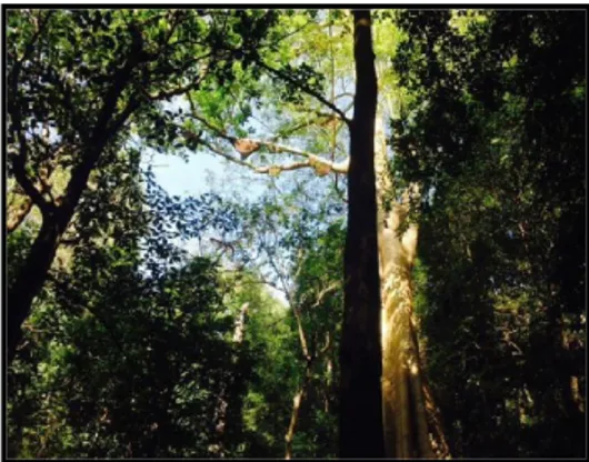 Gambar 1. Pohon  Owo/ Sialan empat bersarangnya madu hutan  8. Kearifan Lokal dan Masyarakat 