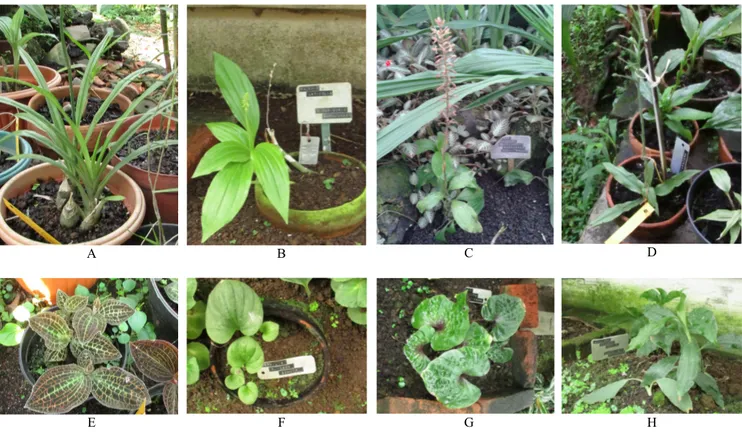 Gambar 1. Anggrek tanah koleksi Kebun Raya Bogor: A. Eulophia andamanensis, B. Malaxis latifolia, C