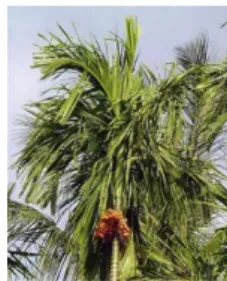 Gambar 18. Senggani (Melastoma  candidum) 