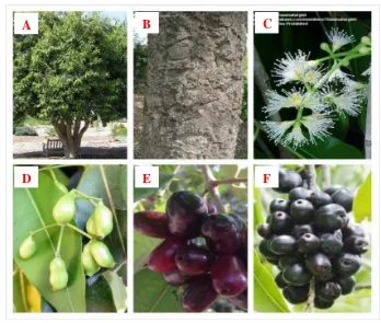 Gambar 2.1 Pohon jamblang (A), morfologi batang (B), bunga (C),  buah muda (D), buah mulai matang (E), buah matang (F)