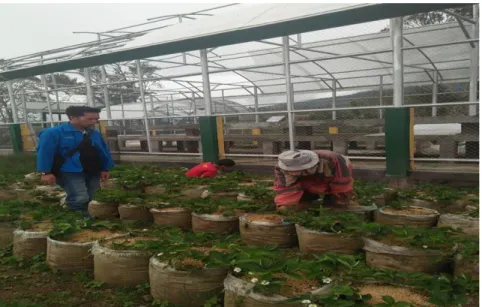 Gambar  1  proses  pembajakan  tanaman  strawberry  oleh  salah  satu  pengelolah  kebun strawberry