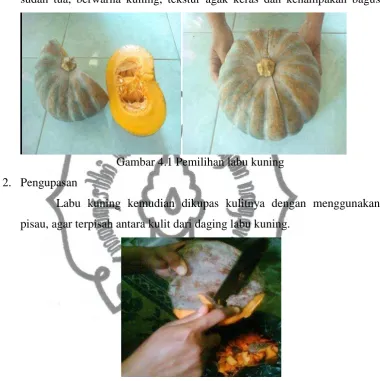 Gambar 4.1 Pemilihan labu kuning 