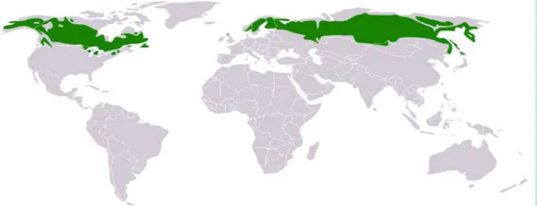 Gambar Wilayah iklim humid continental (berwarna biru)Gambar Wilayah iklim taiga (berwarna hijau)