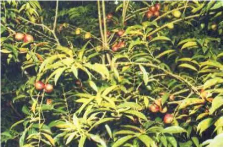 Gambar 1.  Tanaman Mahkota dewa [Phaleria macrocarpa (Scheff.) Boerl.] 