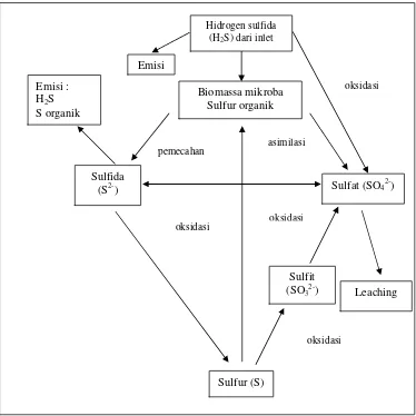 Gambar 5.  Transformasi sulfur yang terjadi dalam biofilter (Brady 1990) 