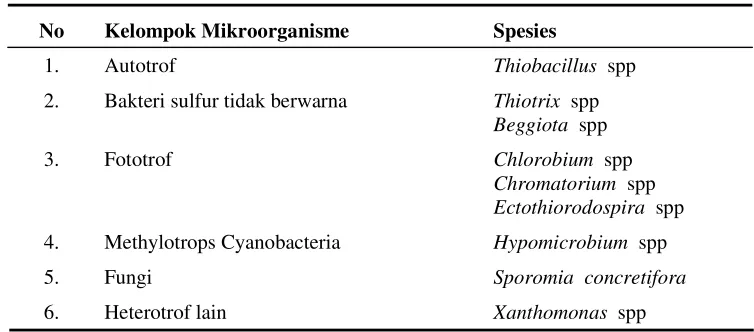 Tabel  3.   Daftar Bakteri Pengoksidasi Sulfur 