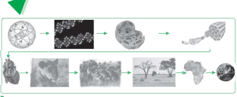 Gambar 1.2Hirarki struktural biosains (mulai dari atom, molekul, sel, jaringan, organ, organisme, populasi, ekosistem, 