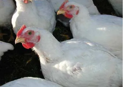 Gambar  1  Ayam ras strain Hubbard. 