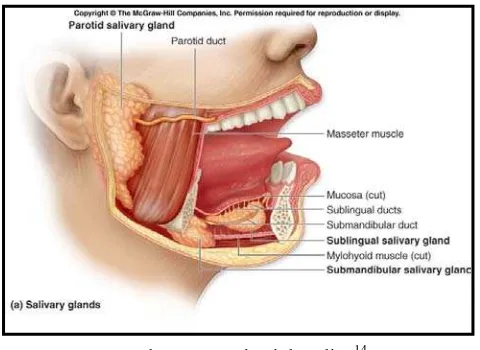 Gambar 2.1     Glandula saliva 14