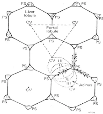 Gambar 2. Pembagian Zona Lobulus Hepar (Junqueira et al., 2005) 
