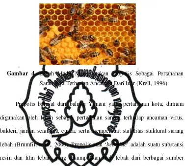 Gambar 4. Lebah Madu Menggunakan Propolis Sebagai Pertahanan 