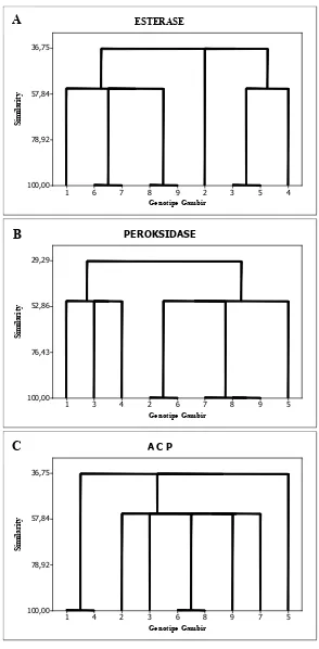 Gambar 3.  Dendrogram berdasarkan pita-pita pada isoenzim esterase (a: atas), peroksidase (b: tengah), dan ACP (c: bawah) ):  1-6 = Genotipe gambir, 7 = Cubadak, 8 = Riau, 9 = Udang 