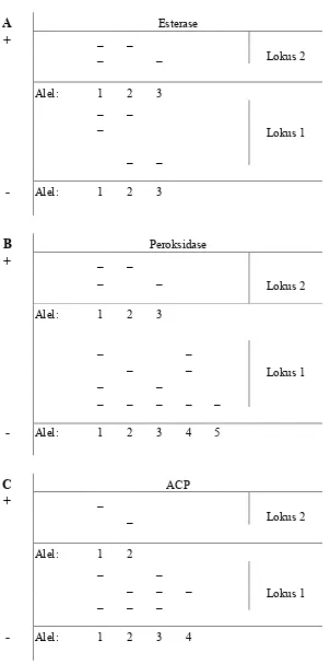 Gambar 2. Keragaman pita isoenzim pada setiap lokus:  a.  Esterase, b.  peroksidase, dan c