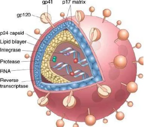Gambar 2.3.1. – Illustrasi skematik untuk struktur HIV-1 (dikutip dari buku 