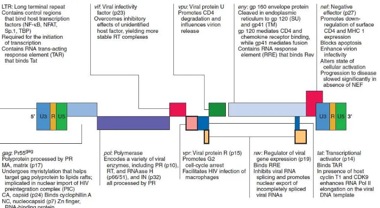 Gambar 2.3.3. – Mekanisme HIV masuk ke sel ( dikutip dari buku Pathologic 