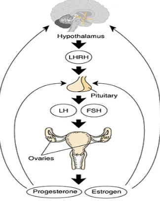 Gambar 2.2. Hipothalamus-Pituitary-Gonadal (HPA) axis. Sumber : Sarwono, 2007. Ilmu Kandungan