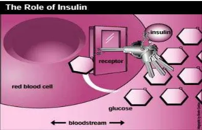 Gambar 1 Kerja Insulin / The Role Insulin 