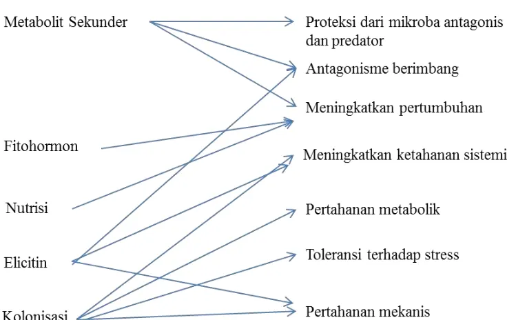 Gambar 3 Skema potensi kontribusi fungi endifit akar terhadap inang dalam interaksi simbiosis mutualisme (Schulz 2006)  