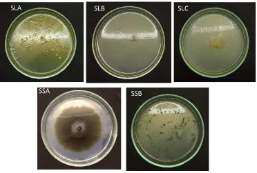 Tabel 6 Identifikasi isolat fungi endofit asal akar S. leprosula dan S. selanica 