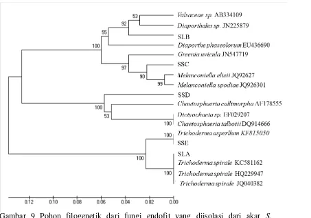 Gambar 9 Pohon filogenetik dari fungi endofit yang diisolasi dari akar S.  