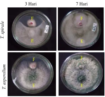 Gambar 11 Uji antagonism antara fungi endofit T. spirale dan T. asperellum dengan fungi patogen Fusarium sp