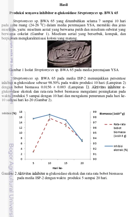 Gambar 1 Isolat Streptomyces sp. BWA 65 pada media peremajaan YSA 