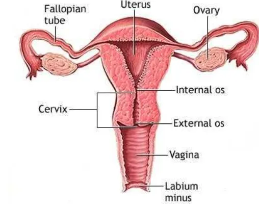 Gambar Uterus Normal dan Letak Myoma pada Uterus  