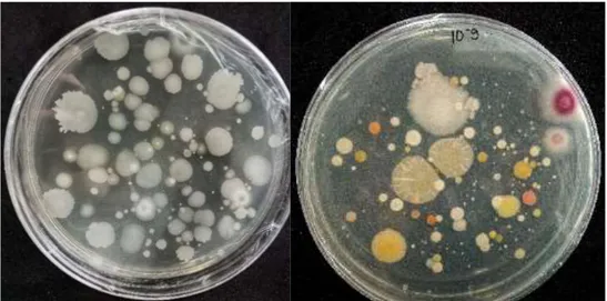 Gambar 1. Jenis mikroba dari pupuk hayati cair yang ditumbuhkan pada medium NA  Figure 1
