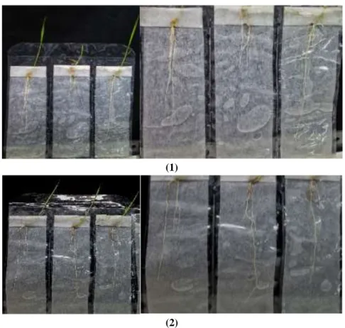 Gambar 8. Pertumbuhan akar bibit padi: 1) diinokulasi dan 2) tidak diinokulasi konsorsium Bacillus 
