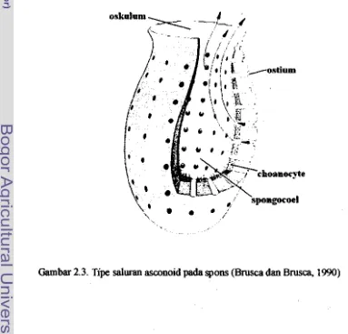 Gambar 2.3. Tipe salunm asconoid pada spons (Brusca dan Brusca, 1990) 