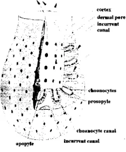 Gambar 2.4. Tipe saluran syconoid pada spons (Brusca dan Brusca, 1990) 