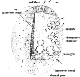 Gambar 2.5. Tipe saluran leuconoid pada spans (Brusca dan Brusca, 1990) 