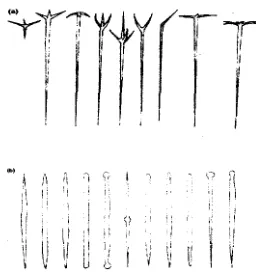 Gambar 2.6. (a) megasklera letraaxon; (b) megasklera monoaxon 
