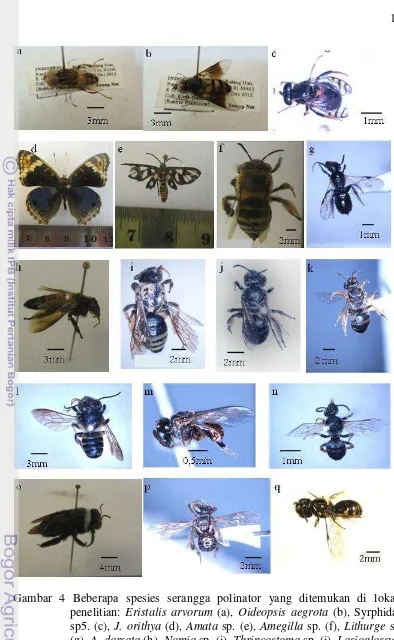 Gambar 4 Beberapa spesies serangga polinator yang ditemukan di lokasi 