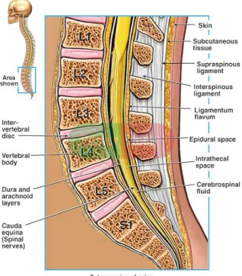 Gambar 1. Potongan sagital vertebra lumbal 1  2.2 Patofisiologi  