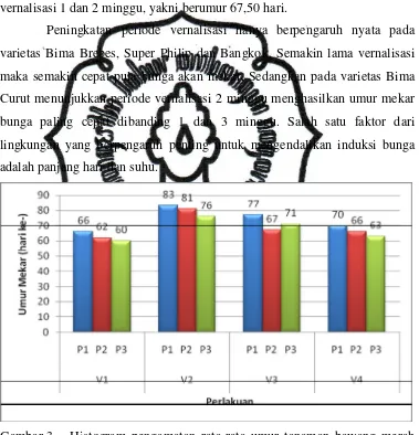 Gambar 3 Histogram pengamatan rata-rata umur tanaman bawang merah 