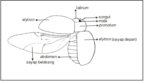 Gambar 1 : Seekor kumbang Ladybird (Aladia sp) yang termasuk ordo Coleoptera. Kunang-kunang termasuk ordo Coleoptera