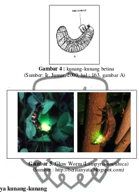 Gambar 5 : Jenis :  Glow worm (Lampyris noctiluca)  