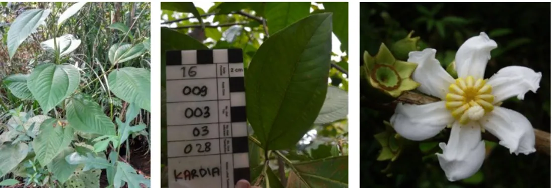 Gambar 2.1 Tumbuhan Kardia (Bellucia pentamera Naudin)  (Dokumen pribadi 2016);Coronado, 2016) 