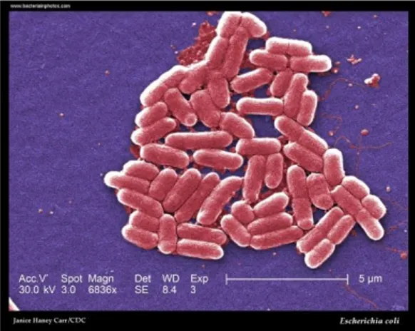Gambar 2.2 Escherichia coli (Carr, 2016) 