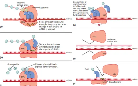 Gambar 2.5. Mekanisme penghambatan sintesis protein sel bakteri   (Bauman, 2012) 