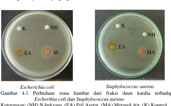 Tabel  4.2  Hasil  Uji  Aktivitas  Antibakteri  Fraksi-Fraksi  Daun  Kardia  Terhadap 